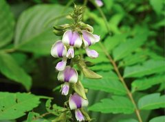 Neustanthus phaseoloides