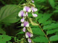 Neustanthus phaseoloides