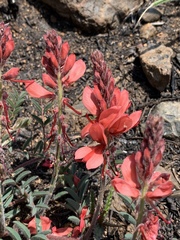 Indigofera sanguinea