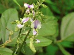 Neustanthus phaseoloides