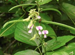 Neustanthus phaseoloides