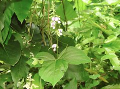 Neustanthus phaseoloides