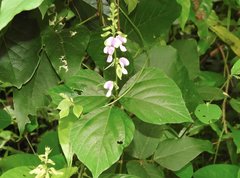 Neustanthus phaseoloides