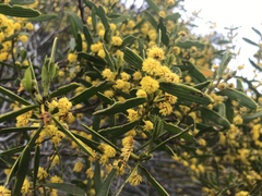 Ear-shaped wattle (Acacia cochlearis)