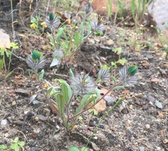 Gorteria piloselloides