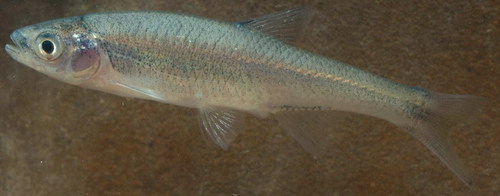 Lythrurus umbratilis
