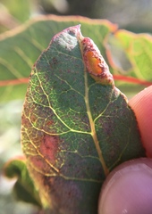 Forda marginata