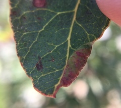 Forda marginata