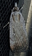 Tathorhynchus fallax