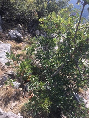 Forda marginata