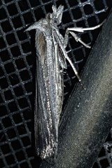 Tathorhynchus fallax