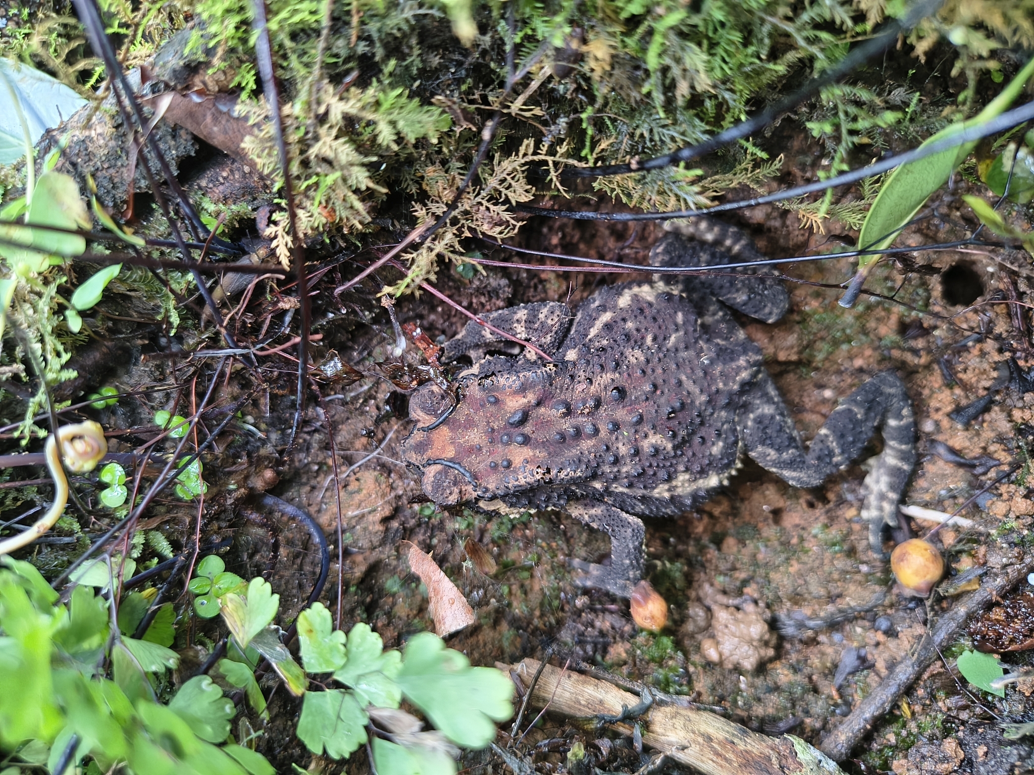 Indian Common True Toad