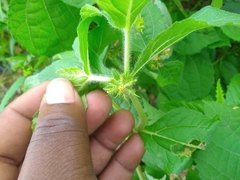 Acanthospermum hispidum