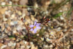 Cyanella hyacinthoides