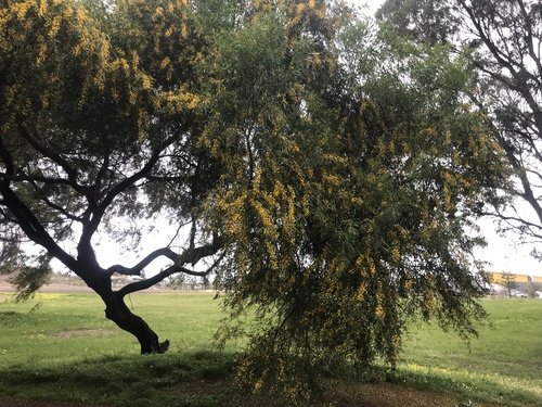 Acacia rostellifera, photograph 3