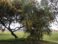Acacia rostellifera, photograph Ann Bentley, CC BY, iNaturalist via GBIF