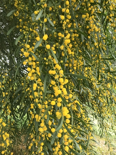 Acacia rostellifera, photograph 2