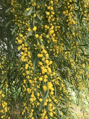 Acacia rostellifera, photograph Ann Bentley, CC BY, iNaturalist via GBIF
