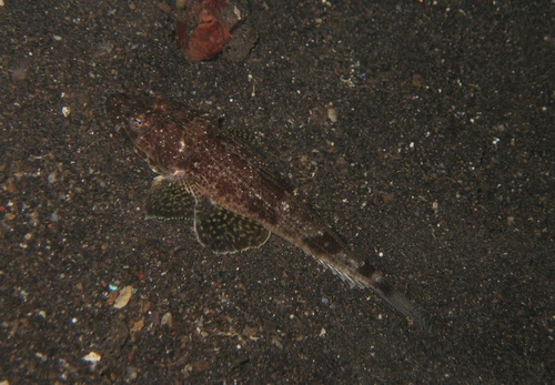 Sawtooth flathead (Rogadius pristiger) — Platycephalidae — 4