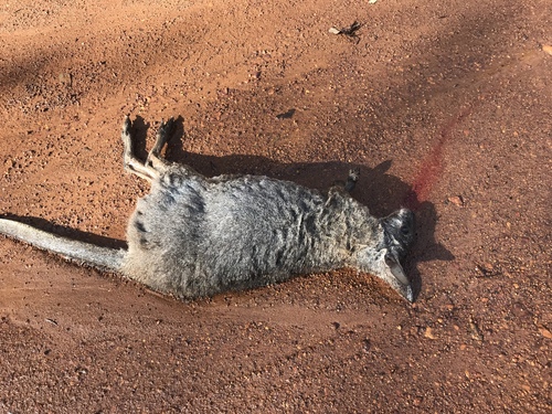 Tammar Wallaby
