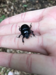 Anoplotrupes stercorosus