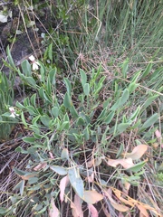 Pelargonium lanceolatum