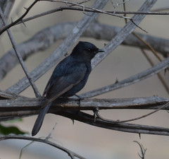 Melaenornis pammelaina ater
