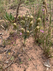 Phylica pubescens