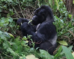 Gorilla beringei beringei