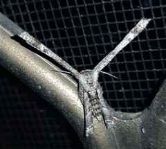 Phazaca interrupta