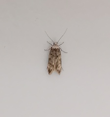 Endrosis sarcitrella