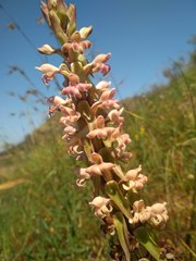 Satyrium bicorne × erectum