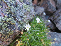 Stellaria nipponica nipponica