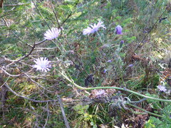 Cicerbita macrophylla uralensis