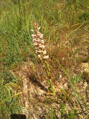 Satyrium bicorne × erectum
