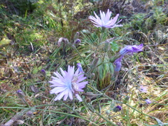 Cicerbita macrophylla uralensis