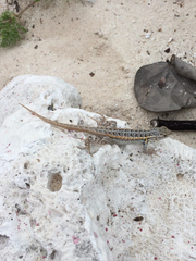 Sceloporus cozumelae