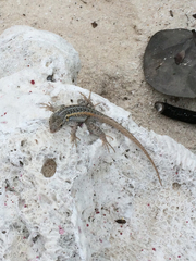Sceloporus cozumelae