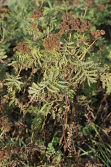 Puccinia tanaceti