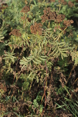 Puccinia tanaceti
