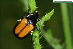 Campsiura mirabilis