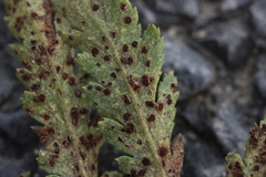 Puccinia tanaceti