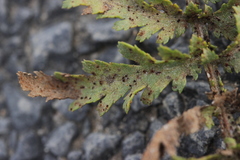 Puccinia tanaceti