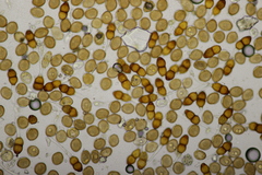 Puccinia tanaceti