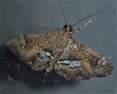 Hymenia