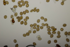 Puccinia tanaceti