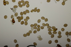 Puccinia tanaceti