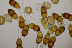 Puccinia tanaceti