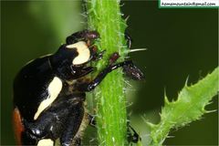 Campsiura mirabilis