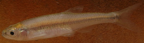 Lythrurus fumeus
